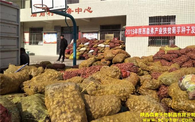 陜西森弗為貧困戶免費(fèi)發(fā)放2300噸菊芋“扶貧種子”